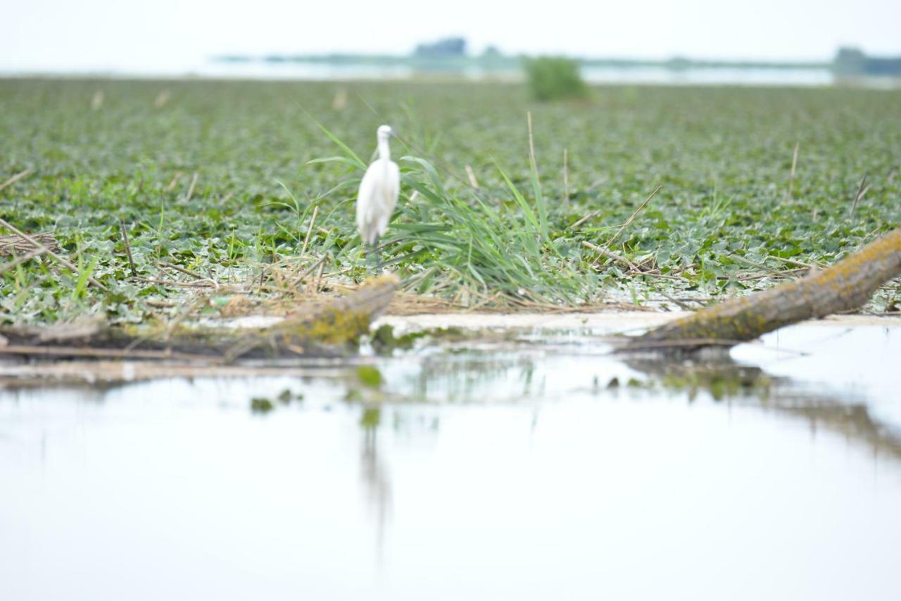 Pensiunea Yogi Dunavatu de Jos ภายนอก รูปภาพ